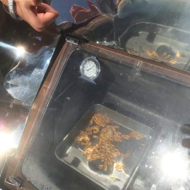 pumpkin seeds_solar oven